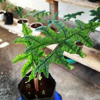 Alocasia (Alocasia sp. 'Tandurusa')