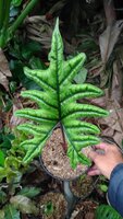 Alocasia (Alocasia sp. 'Tandurusa')