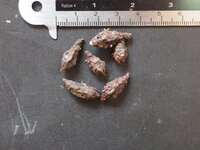 Alocasia (Alocasia sp. 'Tandurusa')