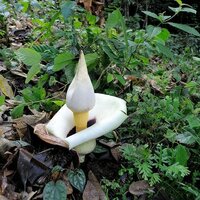 Aronskelk (Amorphophallus prainii)