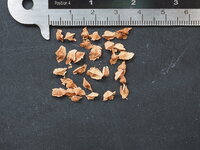 Wierookboom (Boswellia sacra)