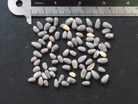 Flessenboom (Brachychiton rupestris)