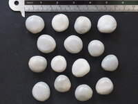 Grijze knikkernoot (Caesalpinia bonduc)