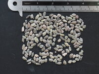 Fee&euml;ndoek (Calliandra eriophylla)