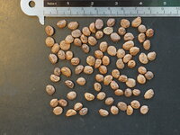 Ylang-ylang (Cananga odorata)