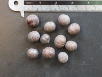 Vissenstaartpalm (Caryota mitis)