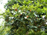 Fluweelappel (Diospyros blancoi)