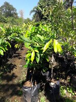 Fluweelappel (Diospyros blancoi)