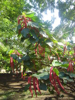 Chenilleplant (Acalypha hispida)