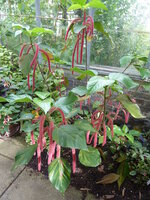 Chenilleplant (Acalypha hispida)