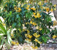 Australische frangipani (Hymenosporum flavum)