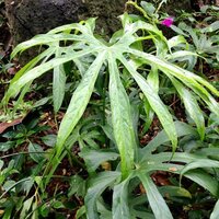 Vinger-anthurium (Anthurium pedatoradiatum)