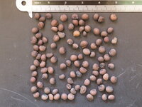 Zijdeboom (Ceiba speciosa)