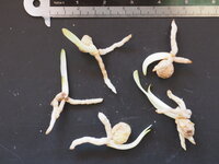 Moerasclivia (Clivia robusta)