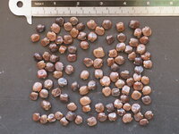 Kurkentrekkerbloem (Cochliasanthus caracalla)