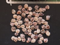 Kanonskogelboom (Couroupita guianensis)