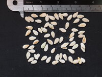 Kiwano (Cucumis metuliferus)