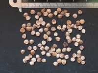 Kalebasboom (Crescentia cujete)
