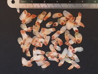 Schildpaddenschildplant (Dioscorea elephantipes)