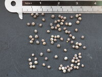 Koeienhoorn Euphorbia (Euphorbia grandicornis)