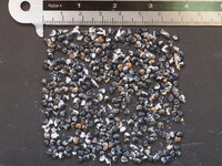 Papegaaiensnavel (Clianthus puniceus)