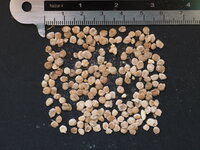 Gele boomtomaat (Cyphomandra betacea 'yellow')