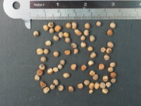 Gele gloriosa (Gloriosa lutea)