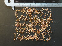 Henna (Lawsonia inermis)