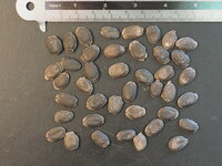 Sponscourgette (Luffa cylindrica)