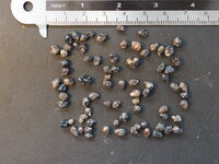 Wisselbloem (Lantana camara)