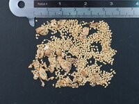 Reuzenolifantsoor (Leucocasia gigantea 'Thailand Giant')