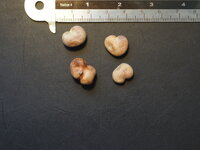 Fony baobab (Adansonia rubrostipa)