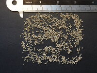 Chenilleplant (Acalypha hispida)