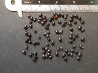 Grote honingbloem (Melianthus major)