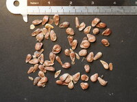 Noni (Morinda citrifolia)