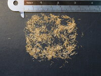 Pohutukawa (Metrosideros excelsa)