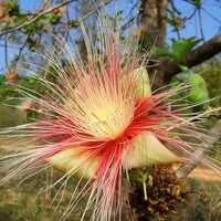 Kumbhiboom (Careya arborea)