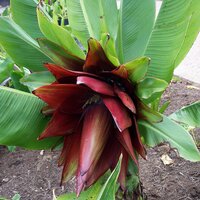 Kluay Pa banaan (Ensete sp. 'Kluay Pa')