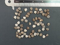 Plantagebanaan (Musa x paradisiaca)