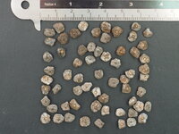 Taiwanese banaan (Musa itinerans var. formosana)