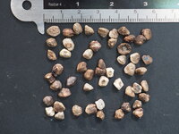 Dwergbanaan (Musa acuminata)