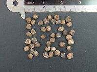 Zoete wilde banaan (Musa balbisiana)