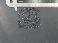 Koningin van de Nacht (Selenicereus grandiflorus)