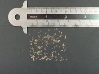 Zwarte lelie (Xerophyta retinervis)