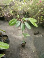 Rode doerian (Durio dulcis)