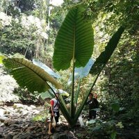 Reuzenalocasia (Alocasia robusta)