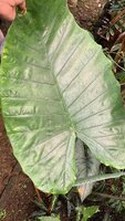 Reuzenalocasia (Alocasia robusta)