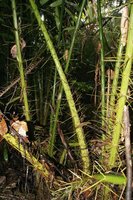 Rode slangenvrucht (Salacca affinis)