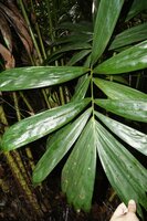 Rode slangenvrucht (Salacca affinis)