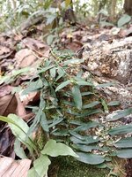 Klimmende aronskelk (Pothos scandens)